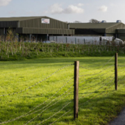 BV Dairy